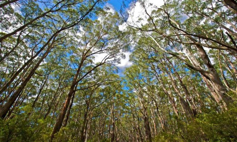 NEXER collaboration with the Australian National University in the Screening of endangered plant species of Australian soils project